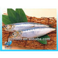 frozen fresh sardine fish for canned fish